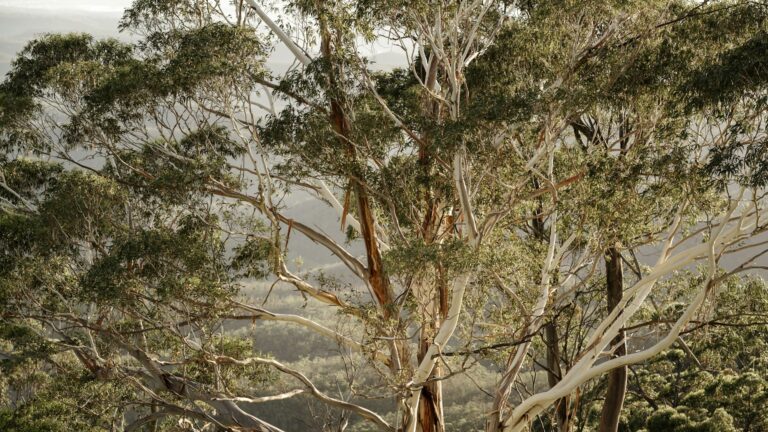 ATO Audit Triggers in Australia (FY26-27): What the ATO Actually Watches